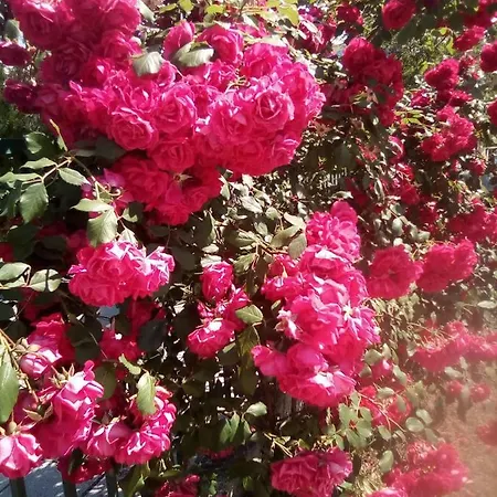 Santa Sofia * Слънчев бряг